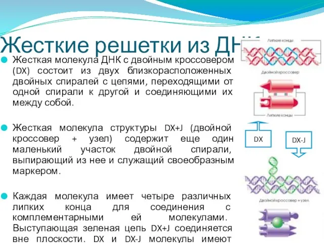 Жесткие решетки из ДНК Жесткая молекула ДНК с двойным кроссовером (DX) состоит