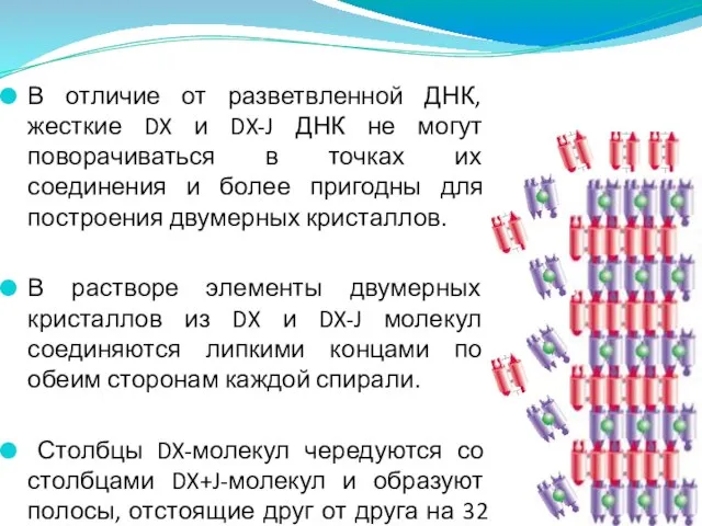 В отличие от разветвленной ДНК, жесткие DX и DX-J ДНК не могут