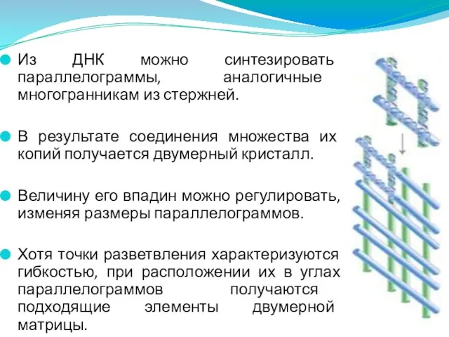 Из ДНК можно синтезировать параллелограммы, аналогичные многогранникам из стержней. В результате соединения