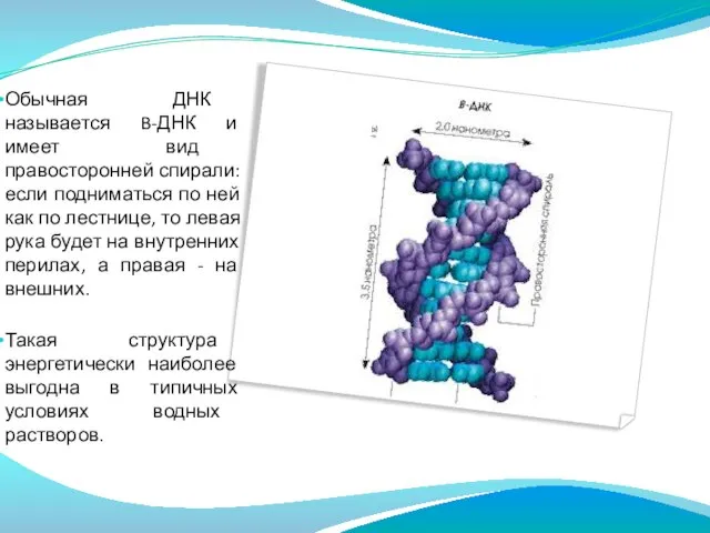 Обычная ДНК называется B-ДНК и имеет вид правосторонней спирали: если подниматься по