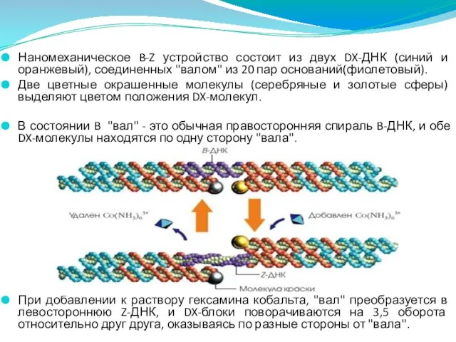 Наномеханическое B-Z устройство состоит из двух DX-ДНК (синий и оранжевый), соединенных "валом"