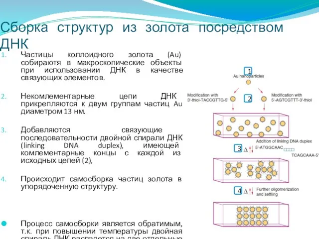 Сборка структур из золота посредством ДНК Частицы коллоидного золота (Au) собираютя в