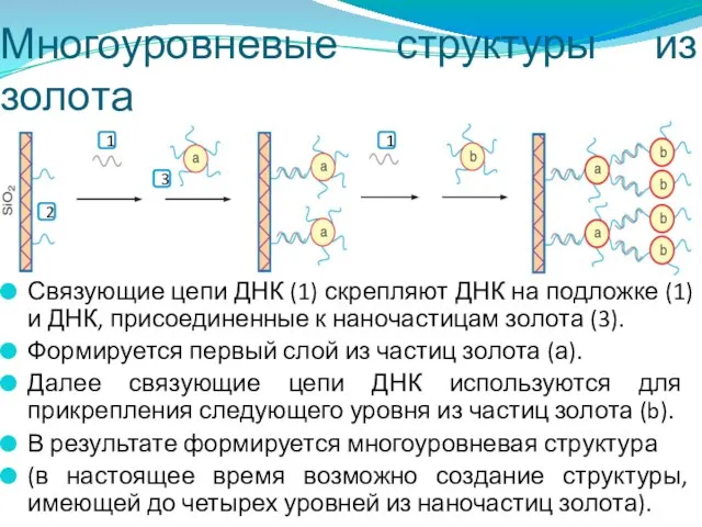 Многоуровневые структуры из золота Связующие цепи ДНК (1) скрепляют ДНК на подложке