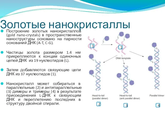 Золотые нанокристаллы Построение золотых нанокристаллов (gold nano-crystals) в пространственные наноструктуры основано на