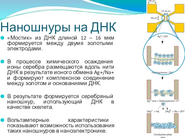 Наношнуры на ДНК «Мостик» из ДНК длиной 12 – 16 мкм формируется