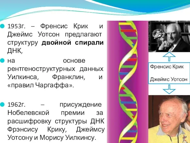 1953г. – Френсис Крик и Джеймс Уотсон предлагают структуру двойной спирали ДНК,