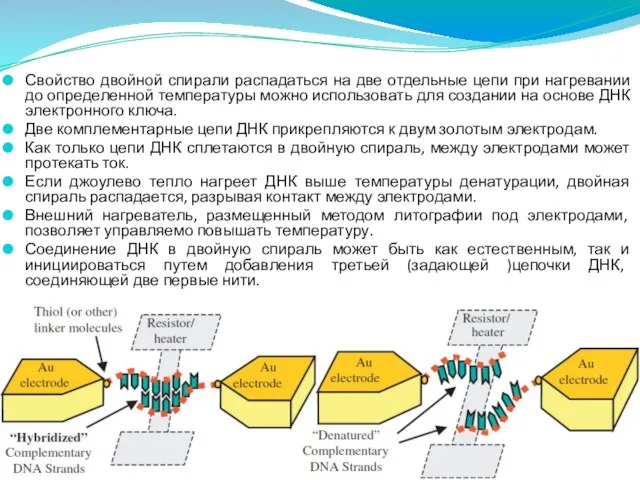 Свойство двойной спирали распадаться на две отдельные цепи при нагревании до определенной