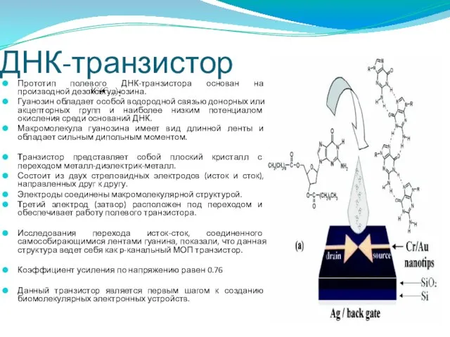 ДНК-транзистор Прототип полевого ДНК-транзистора основан на производной дезоксигуанозина. Гуанозин обладает особой водородной