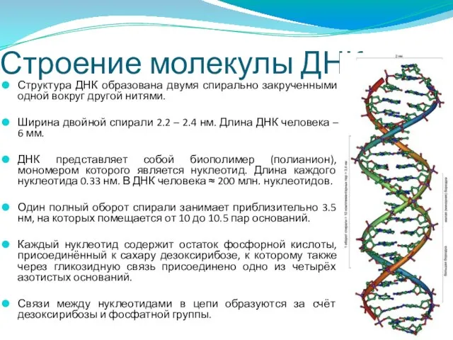 Строение молекулы ДНК Структура ДНК образована двумя спирально закрученными одной вокруг другой