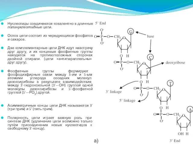 Нуклеотиды соединяются ковалентно в длинные полинуклеотидные цепи. Остов цепи состоит из чередующихся
