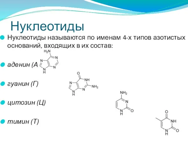 Нуклеотиды Нуклеотиды называются по именам 4-х типов азотистых оснований, входящих в их