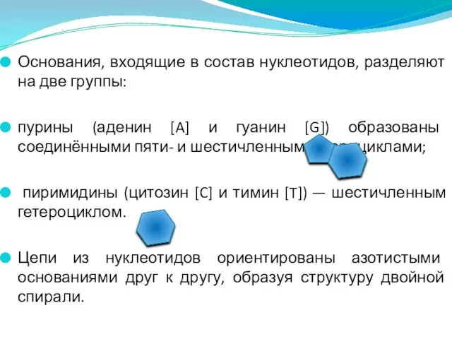 Основания, входящие в состав нуклеотидов, разделяют на две группы: пурины (аденин [A]