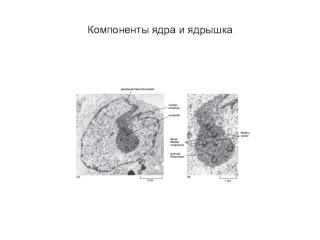 Компоненты ядра и ядрышка