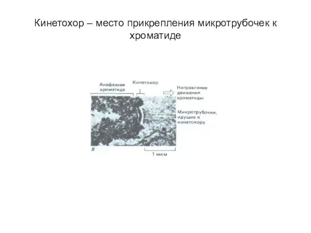 Кинетохор – место прикрепления микротрубочек к хроматиде