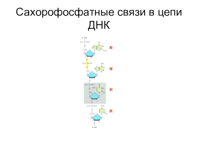 Сахорофосфатные связи в цепи ДНК