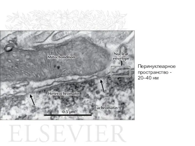 Перинуклеарное пространство - 20–40 нм