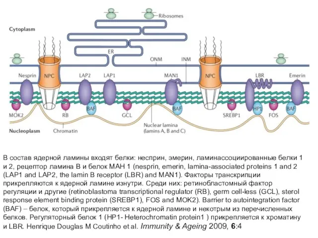 В состав ядерной ламины входят белки: несприн, эмерин, ламинассоциированные белки 1 и
