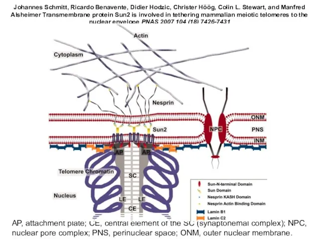 AP, attachment plate; CE, central element of the SC (synaptonemal complex); NPC,