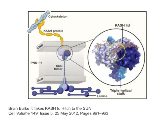 Brian Burke It Takes KASH to Hitch to the SUN Cell Volume