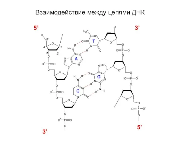 Взаимодействие между цепями ДНК