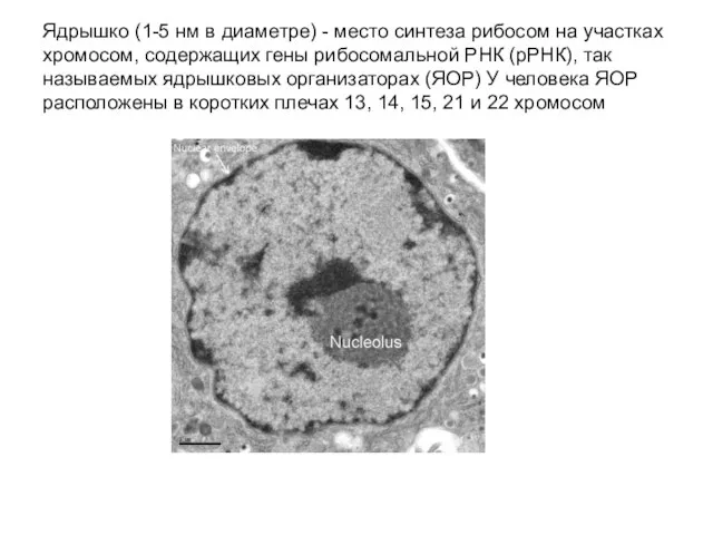 Ядрышко (1-5 нм в диаметре) - место синтеза рибосом на участках хромосом,