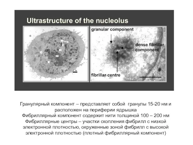 Гранулярный компонент – представляет собой гранулы 15-20 нм и расположен на периферии
