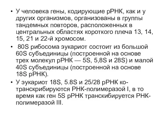 У человека гены, кодирующие рРНК, как и у других организмов, организованы в