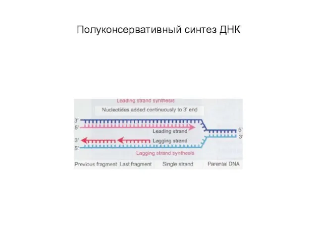 Полуконсервативный синтез ДНК