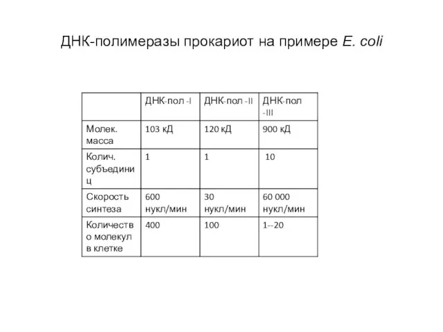 ДНК-полимеразы прокариот на примере E. coli