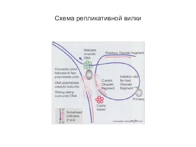 Схема репликативной вилки