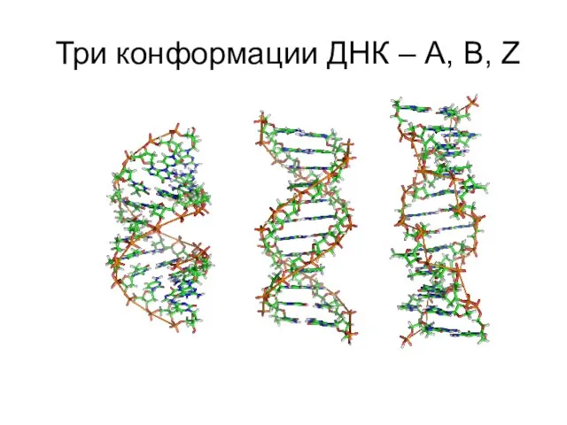 Три конформации ДНК – A, B, Z