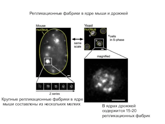 Репликационные фабрики в ядре мыши и дрожжей Крупные репликационные фабрики в ядре