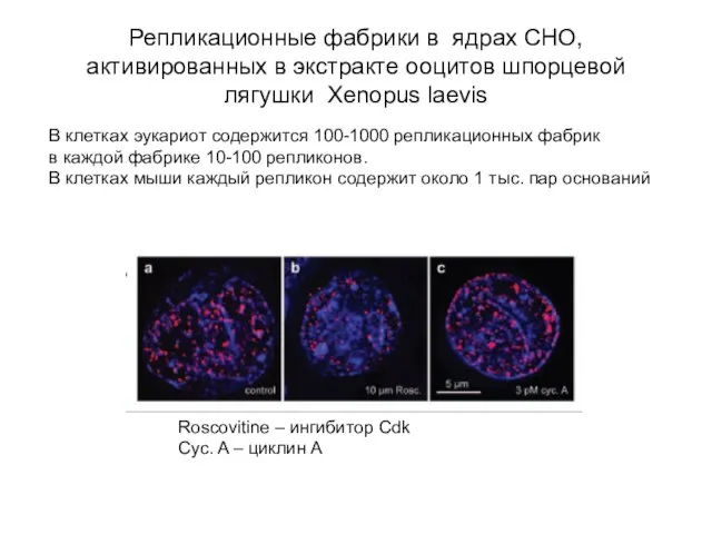 Репликационные фабрики в ядрах СНО, активированных в экстракте ооцитов шпорцевой лягушки Xenopus