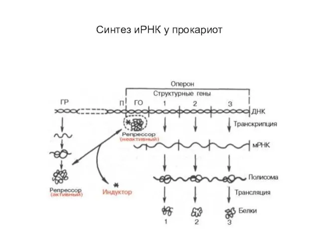 Синтез иРНК у прокариот