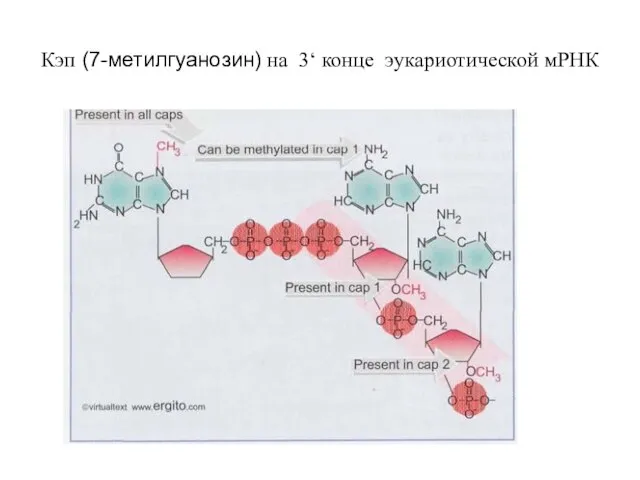 Кэп (7-метилгуанозин) на 3‘ конце эукариотической мРНК