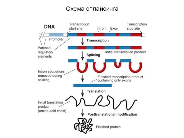 Схема сплайсинга