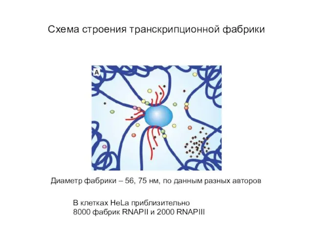 Схема строения транскрипционной фабрики Диаметр фабрики – 56, 75 нм, по данным