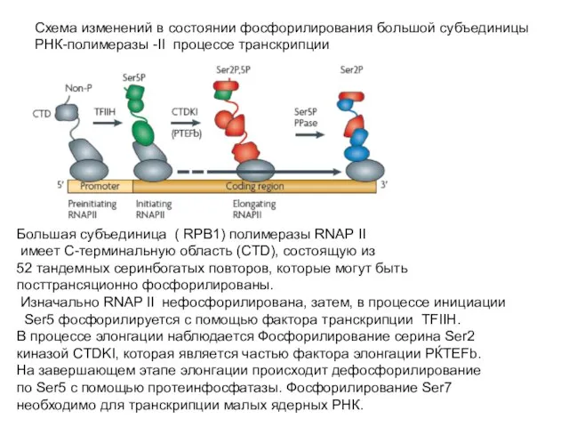 Схема изменений в состоянии фосфорилирования большой субъединицы РНК-полимеразы -II процессе транскрипции Большая