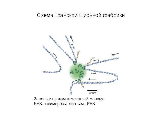 Схема транскрипционной фабрики Зеленым цветом отмечены 8 молекул РНК-полимеразы, желтым - РНК