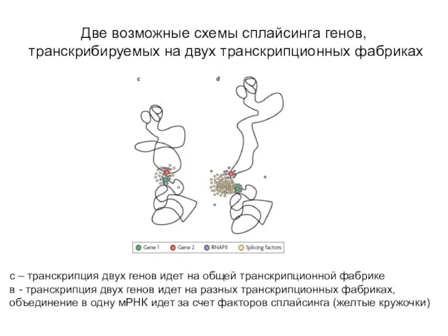 Две возможные схемы сплайсинга генов, транскрибируемых на двух транскрипционных фабриках с –