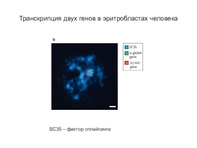 Транскрипция двух генов в эритробластах человека SC35 – фактор сплайсинга