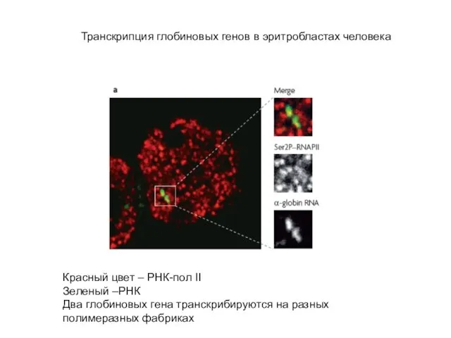 Транскрипция глобиновых генов в эритробластах человека Красный цвет – РНК-пол II Зеленый