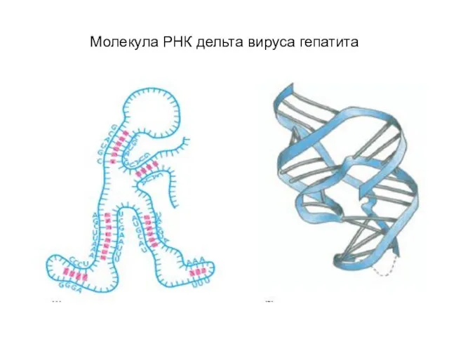 Молекула РНК дельта вируса гепатита