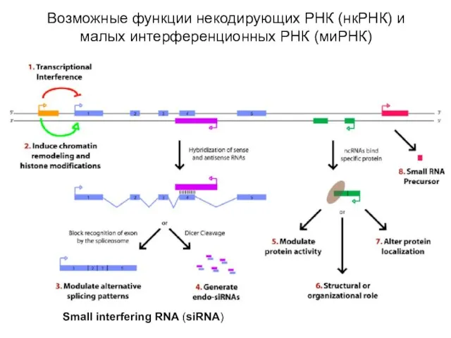 Возможные функции некодирующих РНК (нкРНК) и малых интерференционных РНК (миРНК) Small interfering RNA (siRNA)