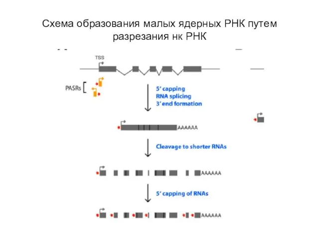 Схема образования малых ядерных РНК путем разрезания нк РНК