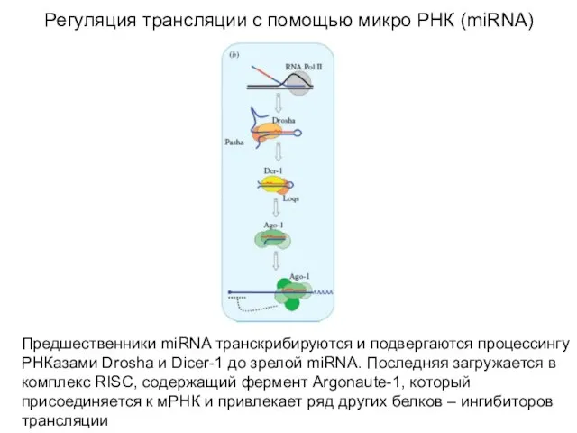 Регуляция трансляции с помощью микро РНК (miRNA) Предшественники miRNA транскрибируются и подвергаются