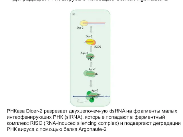 Деградация РНК вируса c помощью белка Argonaute-2 РНКаза Dicer-2 разрезает двухцепочечную dsRNA