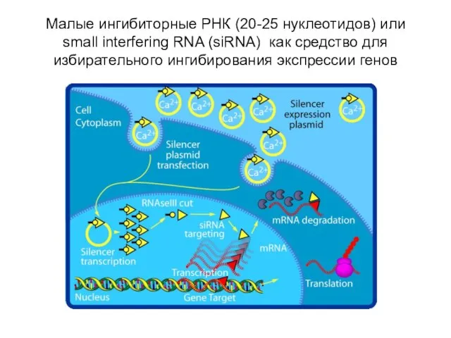 Малые ингибиторные РНК (20-25 нуклеотидов) или small interfering RNA (siRNA) как средство