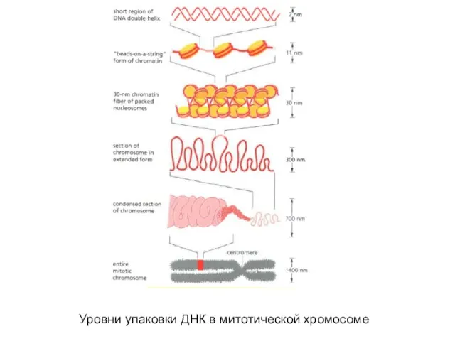 Уровни упаковки ДНК в митотической хромосоме