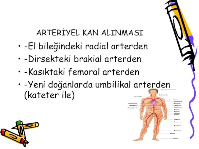 ARTERİYEL KAN ALINMASI -El bileğindeki radial arterden -Dirsekteki brakial arterden -Kasıktaki femoral